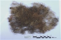 藏品(樹髮屬)的圖片